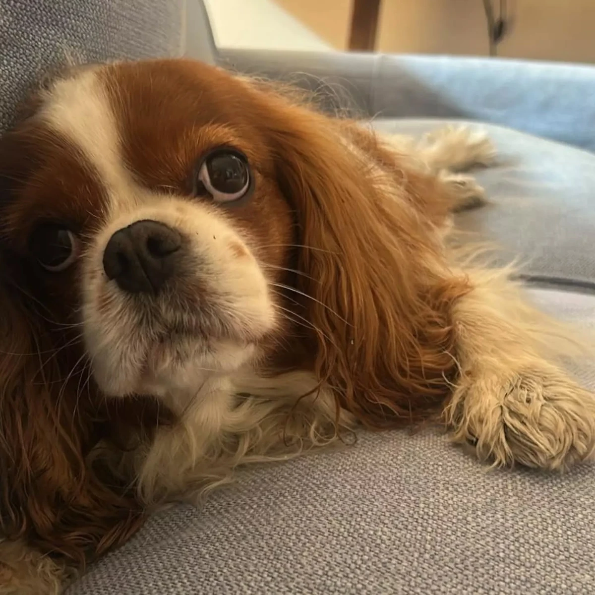 Scatto condiviso sui social: Mentana e le sue cagnoline