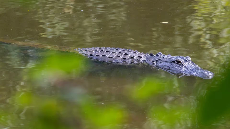 Alligatore in acqua in un contesto fluviale