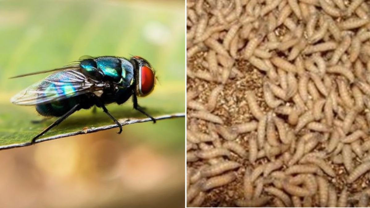 200 tornata la mosca assassina 232 pericolosissima da Tvzap.it 200 tornata la mosca assassina 232 pericolosissima