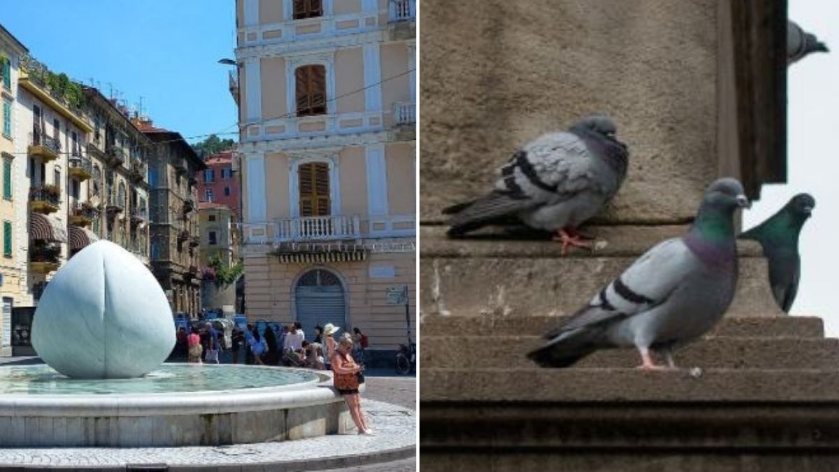la truffa del piccione fate attenzione come ti aprono la borsa in due secondi da Tvzap.it la truffa del piccione fate attenzione come ti aprono la borsa in due secondi