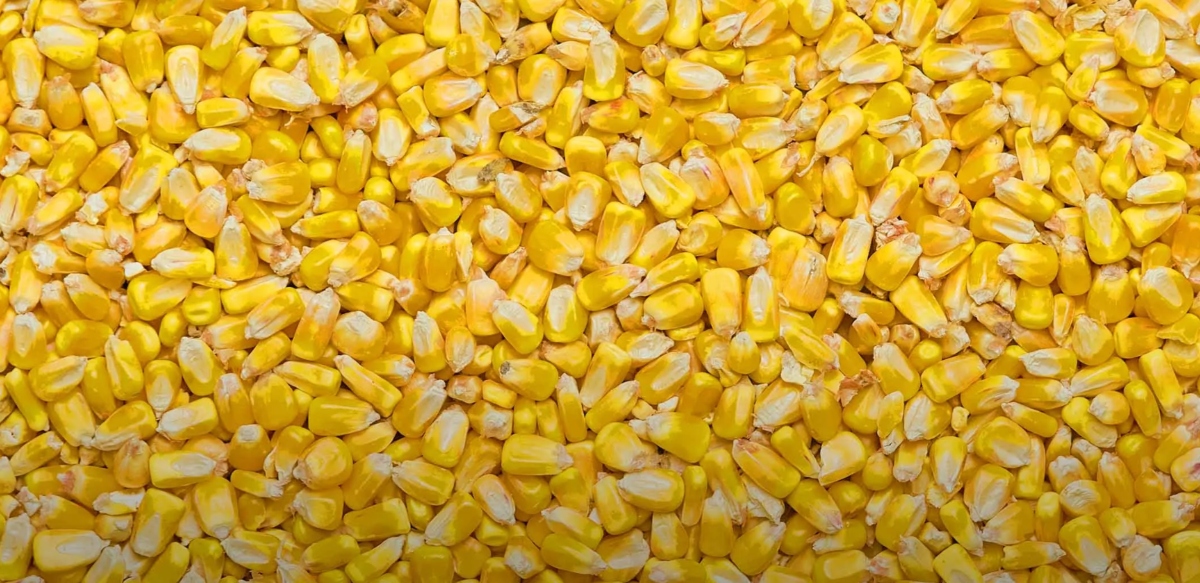 non mangiatelo mais richiamato dal commercio l8217avviso del ministero da Tvzap.it non mangiatelo mais richiamato dal commercio l8217avviso del ministero