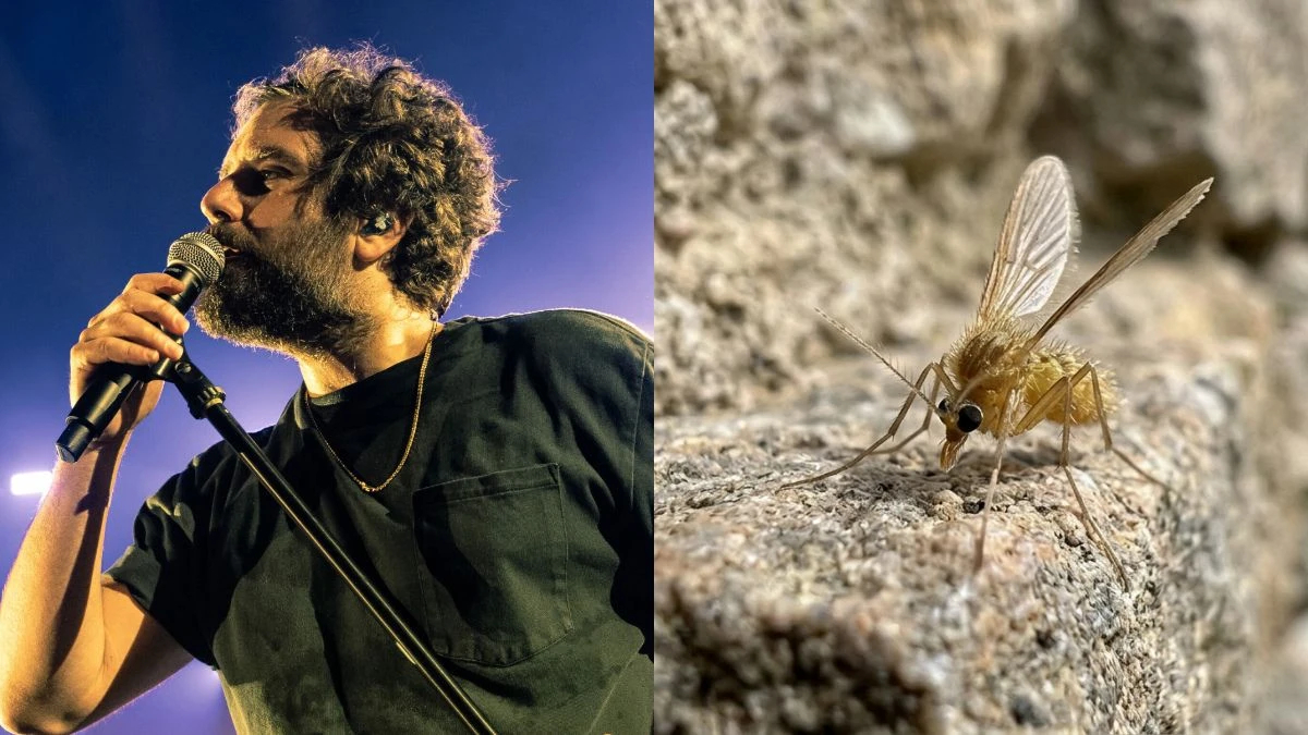 cos8217232 il toscana virus l8217infezione che ha colpito tommaso paradiso i sintomi a cui fare attenzione da Tvzap.it cos8217232 il toscana virus l8217infezione che ha colpito tommaso paradiso i sintomi a cui fare attenzione