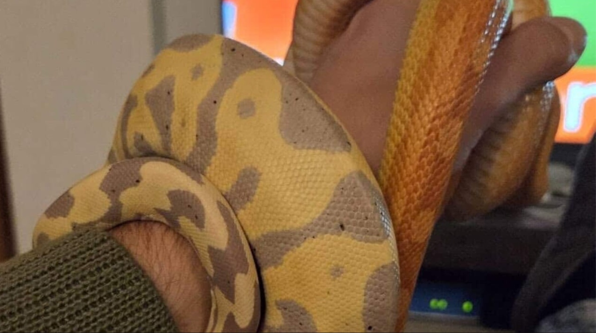 serpenti scappati in italia scatta l8217allarme controllate i vostri spazi da Tvzap.it serpenti scappati in italia scatta l8217allarme controllate i vostri spazi